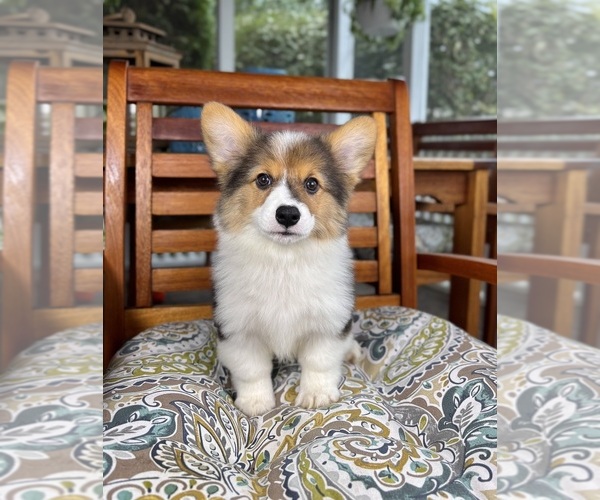 Medium Photo #2 Pembroke Welsh Corgi Puppy For Sale in NOBLESVILLE, IN, USA
