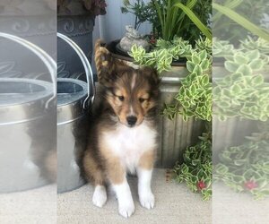 Shetland Sheepdog Puppy for sale in KNOXVILLE, IL, USA