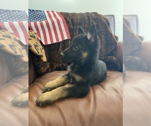 German Shepherd Dog Puppy for sale in TEMECULA, CA, USA