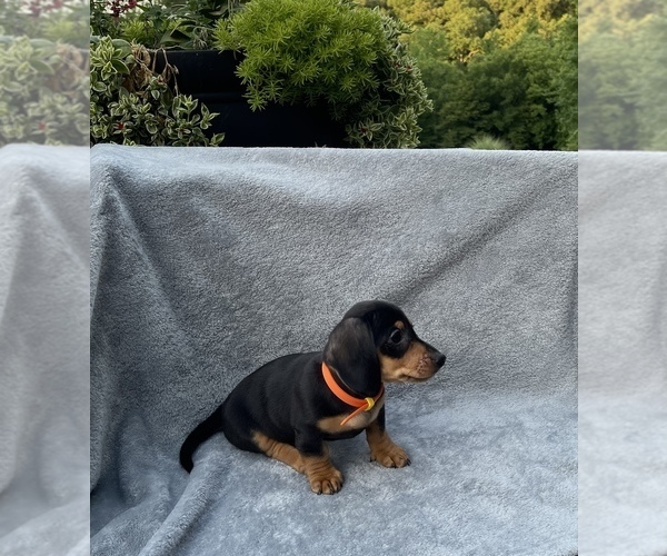 Medium Photo #3 Dachshund Puppy For Sale in LOBELVILLE, TN, USA