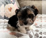 Small Photo #17 Biewer Terrier Puppy For Sale in CANBY, OR, USA