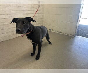 Labrador Retriever-Unknown Mix Dogs for adoption in San Bernardino, CA, USA