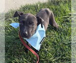 Small #2 Labrador Retriever Mix