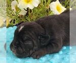 Small Beabull