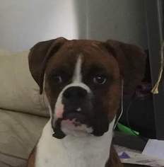 Boxer Puppy for sale in TRENTON, MI, USA