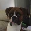 Small Photo #1 Boxer Puppy For Sale in TRENTON, MI, USA