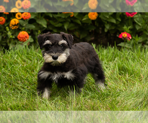 Schnauzer (Miniature) Puppy for sale in NAPPANEE, IN, USA