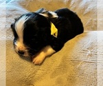 Small Aussalier