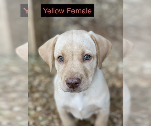 Medium Photo #7 Labrador Retriever Puppy For Sale in ASHEVILLE, NC, USA