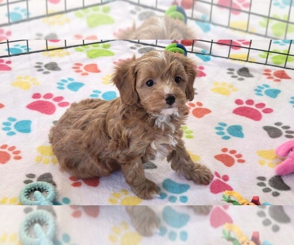 Medium Photo #3 Cavapoo (Miniature)-Poodle (Toy) Mix Puppy For Sale in ORO VALLEY, AZ, USA