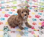 Small #2 Cavapoo (Miniature)-Poodle (Toy) Mix