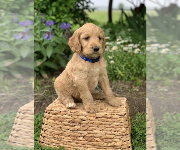 Medium Photo #3 Irish Doodle Puppy For Sale in WOOSTER, OH, USA