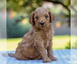 Small #4 Goldendoodle