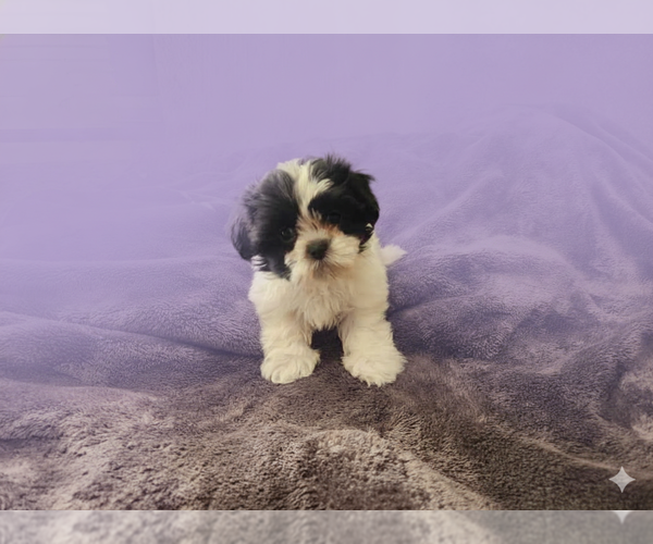 Medium Photo #3 Shih Tzu Puppy For Sale in SPRINGFIELD, MO, USA