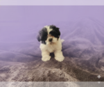 Small #2 Shih Tzu