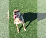 Small Photo #2 German Shepherd Dog Puppy For Sale in Salinas, CA, USA