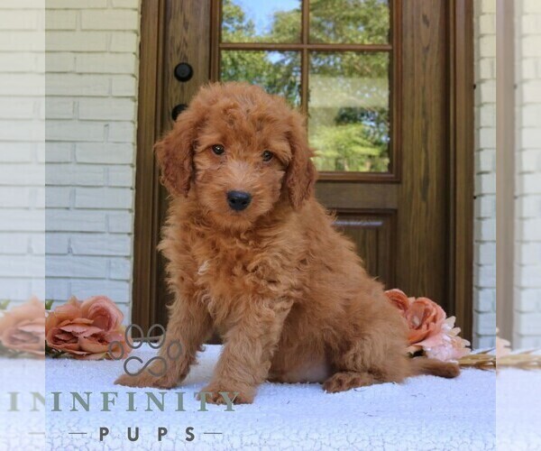 Medium Photo #4 Goldendoodle (Miniature) Puppy For Sale in NARVON, PA, USA