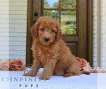 Small #3 Goldendoodle (Miniature)