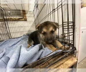 German Shepherd Dog Puppy for sale in BEULAVILLE, NC, USA