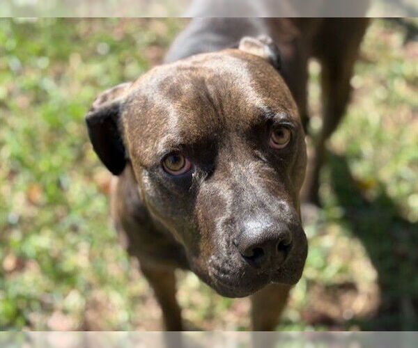 Medium Photo #2 Mastiff-Unknown Mix Puppy For Sale in Tulsa, OK, USA