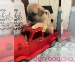 Puppy 2 Pug