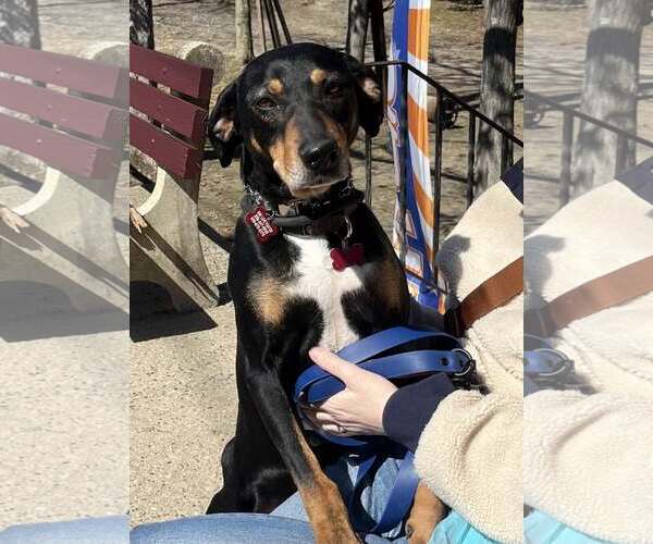 Medium Photo #7 Mutt Puppy For Sale in Mount Laurel, NJ, USA