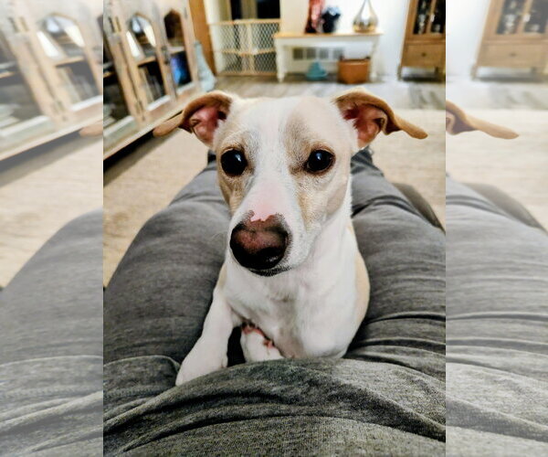 Medium Photo #2 Dachshund-Whippet Mix Puppy For Sale in Aurora, CO, USA