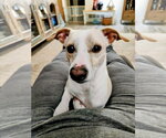 Small #1 Dachshund-Whippet Mix