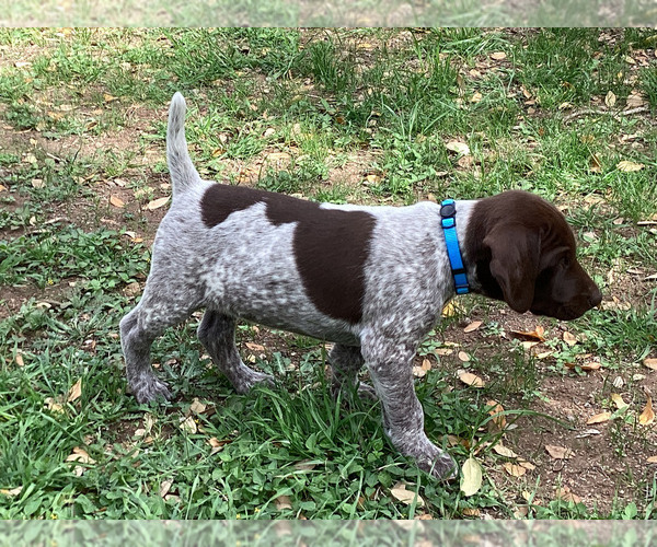Medium Photo #4 German Shorthaired Pointer Puppy For Sale in DRIPPING SPRINGS, TX, USA