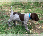 Small #3 German Shorthaired Pointer