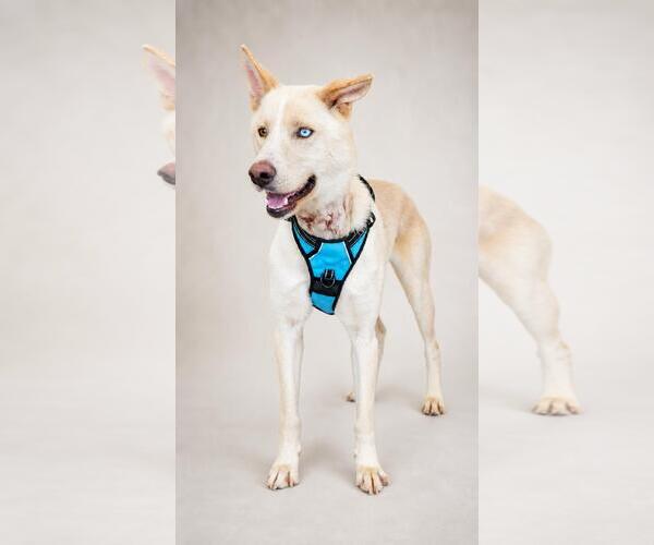 Medium Photo #1 Gerberian Shepsky Puppy For Sale in Rockwall, TX, USA