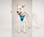 Small Gerberian Shepsky