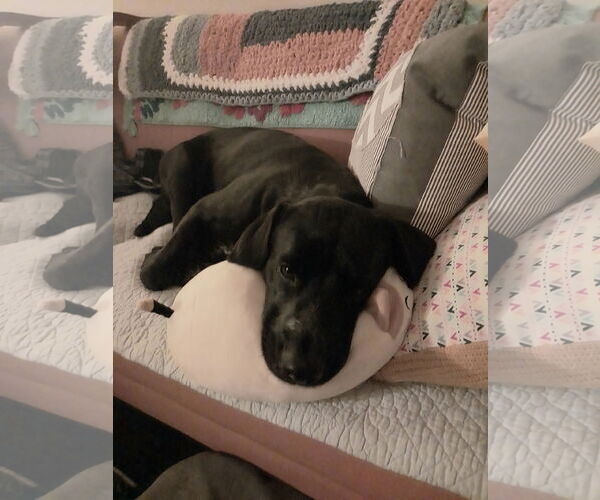 Medium Photo #4 Labrador Retriever-Unknown Mix Puppy For Sale in Plainfield, IL, USA