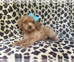 Image preview for Ad Listing. Nickname: Mango