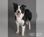 Small #5 Border Collie