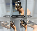 Small #1 Shorkie Tzu