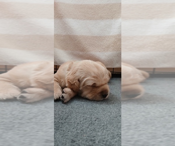 Medium Photo #9 Golden Retriever Puppy For Sale in AUSTIN, TX, USA