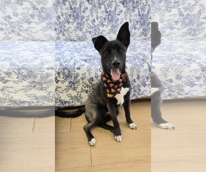 Siberian Husky-Unknown Mix Dogs for adoption in Rockaway, NJ, USA