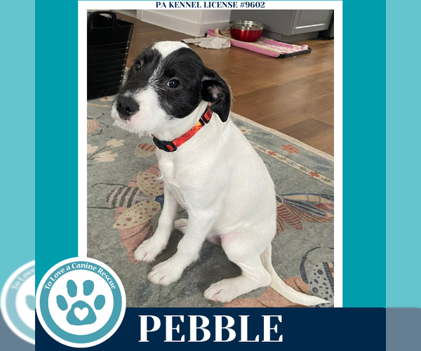 Medium Photo #3 Labrador Retriever-Unknown Mix Puppy For Sale in Kimberton, PA, USA