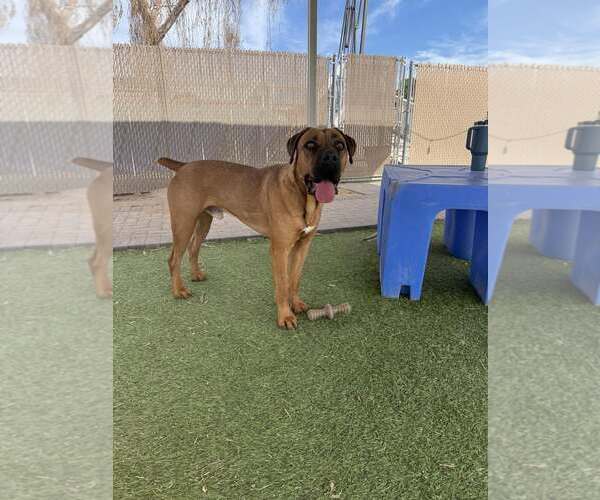 Medium Photo #3 Mastiff Puppy For Sale in Goodyear, AZ, USA