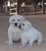 Small Photo #4 Labrador Retriever Puppy For Sale in CALIENTE, CA, USA
