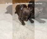 Puppy Blu French Bulldog