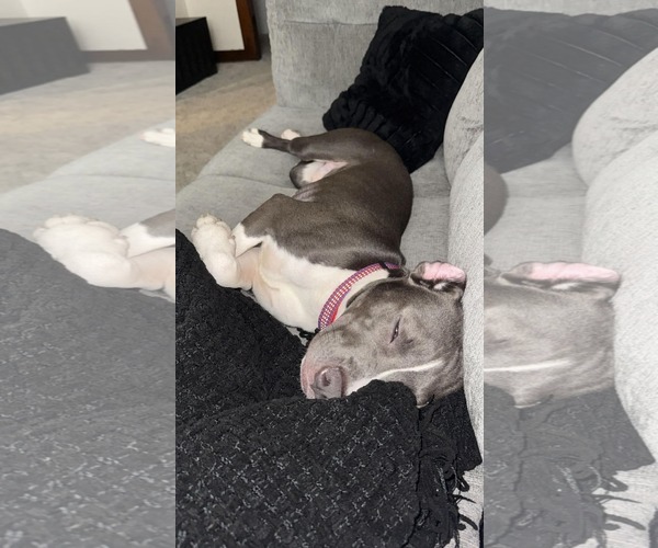 Medium Photo #9 American Pit Bull Terrier-Unknown Mix Puppy For Sale in Germantown, OH, USA
