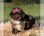 Small #4 Poodle (Miniature)