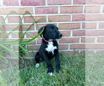 Small #1 Australian Shepherd-English Cream Golden Retriever Mix