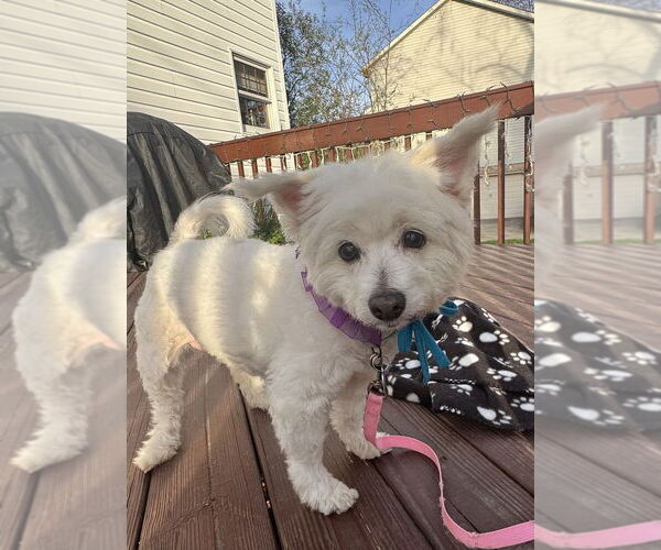 Medium Photo #7 Bichon Frise-Unknown Mix Puppy For Sale in Springdale, PA, USA