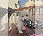 Small #6 Bichon Frise Mix