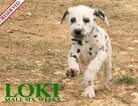 Small Photo #65 Dalmatian Puppy For Sale in ENID, OK, USA
