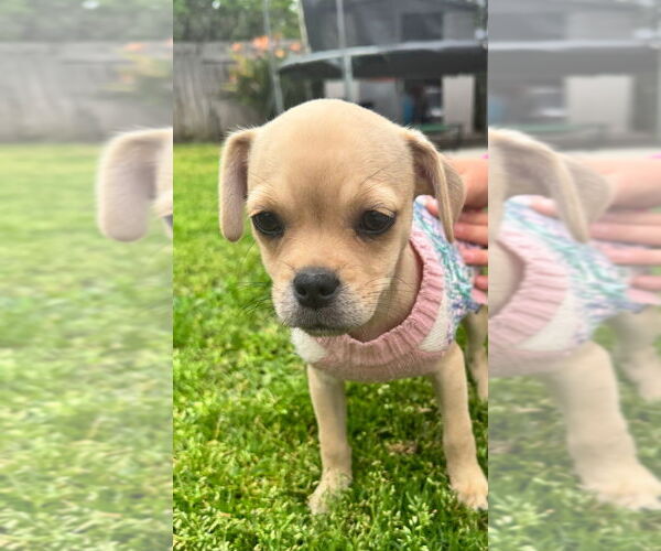 Medium Photo #4 Pug-Shih Tzu Mix Puppy For Sale in San Diego, CA, USA