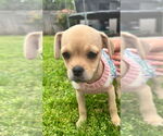Small #3 Pug-Shih Tzu Mix